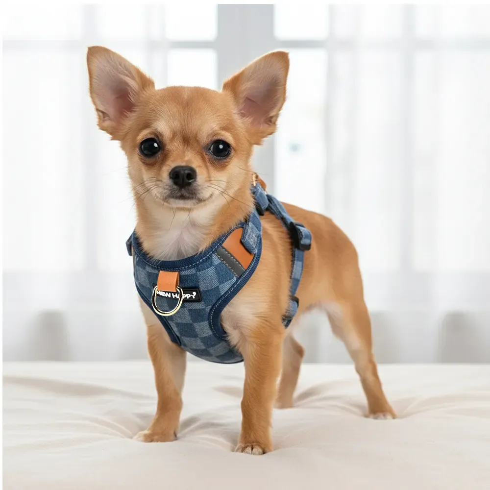 Chihuahua wearing the checkerboard denim harness with leather trim