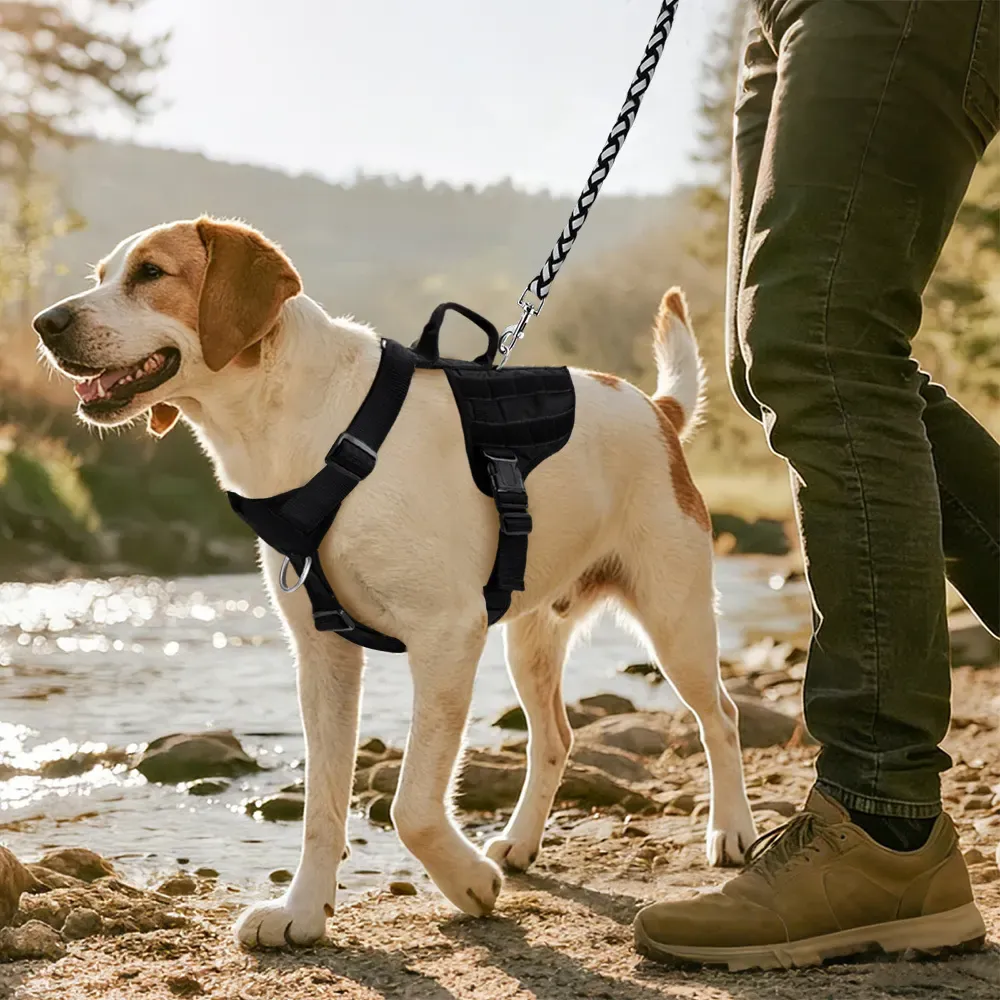 Dog on a lakeside walk wearing the black heavy-duty tactical harness