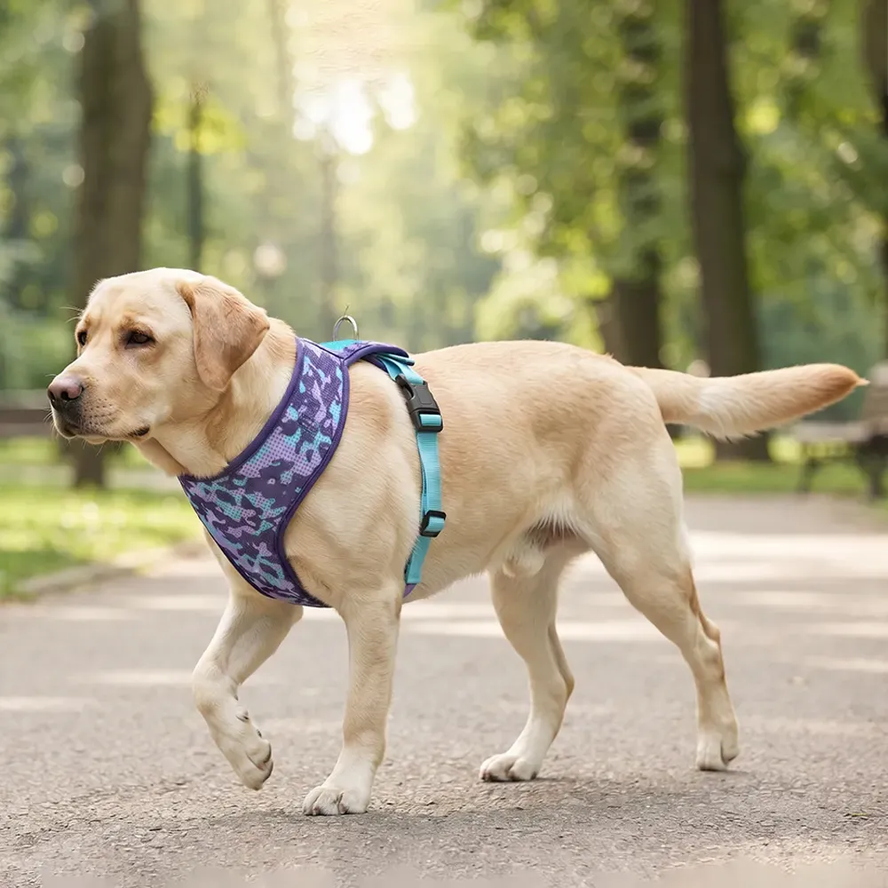 Labrador walking outdoors in the purple camo printed harness