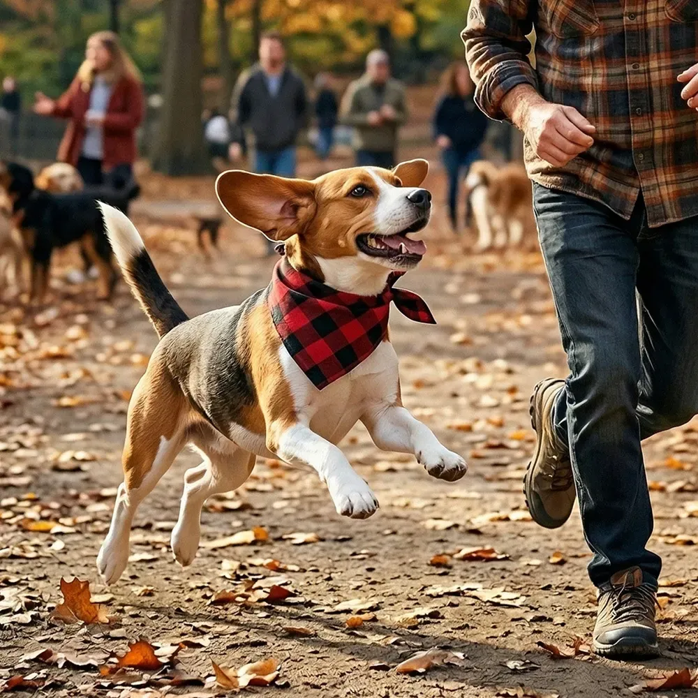 Beagle walking in autumn leaves wearing the plaid bandana