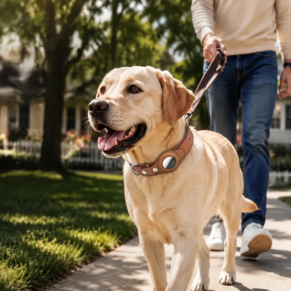 Labrador on a walk wearing the PU leather AirTag collar