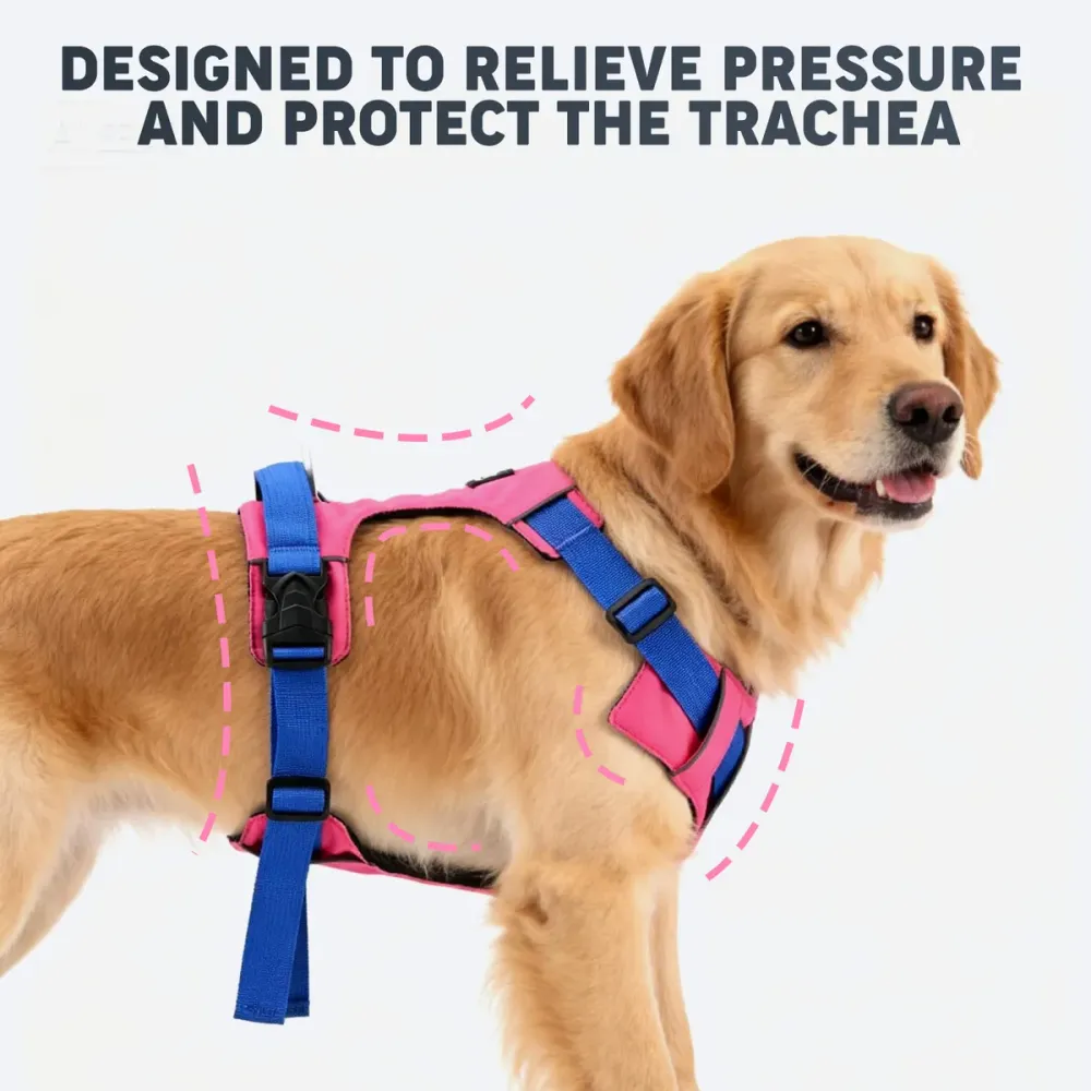 Golden retriever wearing the harness designed to relieve pressure on the trachea
