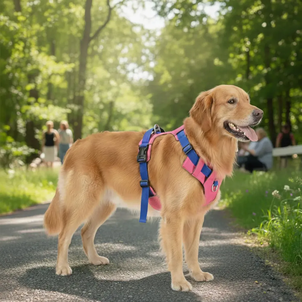 Golden retriever on a forest path wearing the pink and blue no-pull harness