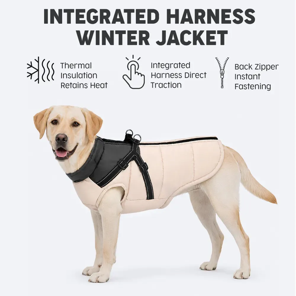 Labrador wearing the padded winter coat with built-in harness